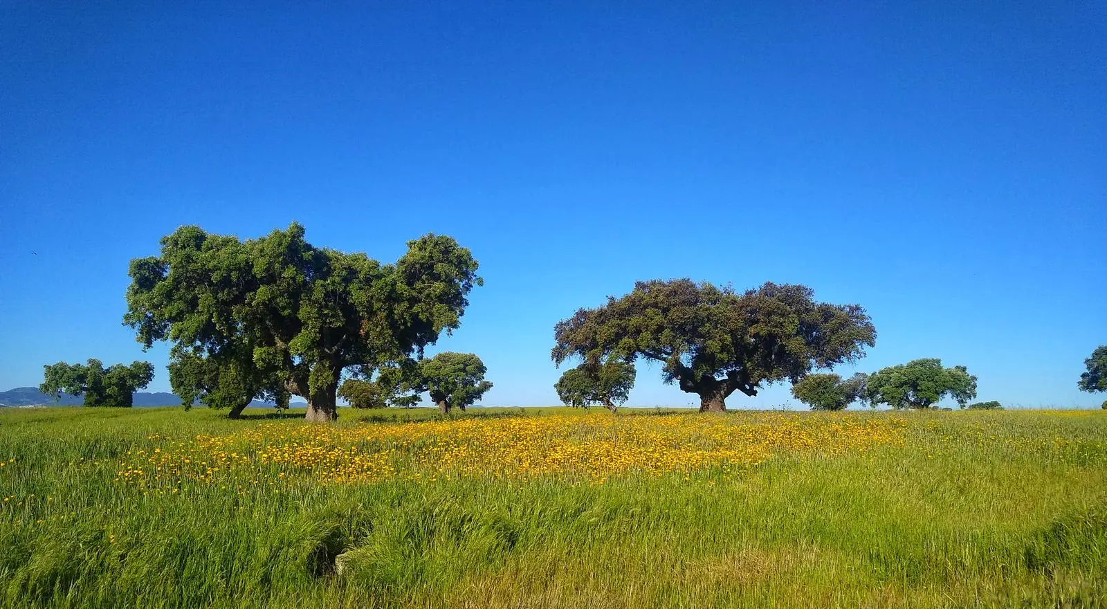 Dehesa con encinas cerca de Malpartida de Cáceres